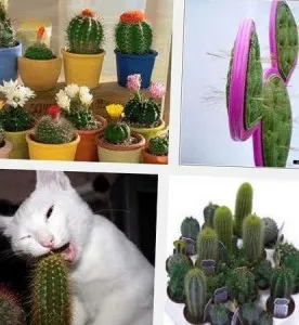 Cum să crească cactuși, în grădină și în grădină