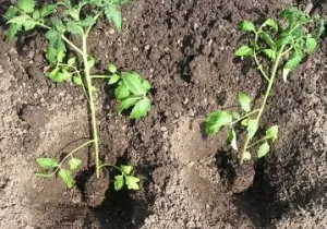 Cum să crească legume în grădină sau la domiciliu, și au o mare recoltă
