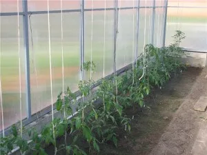 Как да растат домати в оранжерията през зимата практически съвети