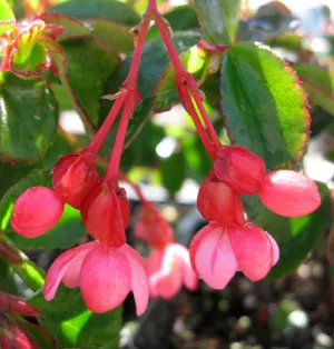 Cum de a alege Begonia cele mai populare forme cu fotografii