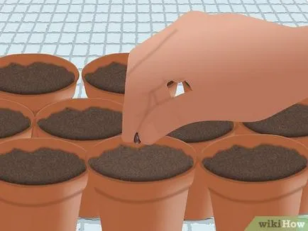 Hogyan növekszik szőlő magvak