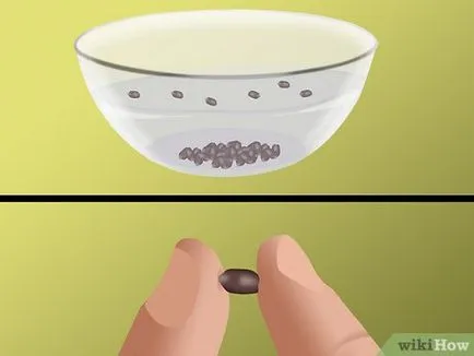 Как да расте грозде от семена