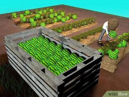 Hogyan növekszik a görögdinnye
