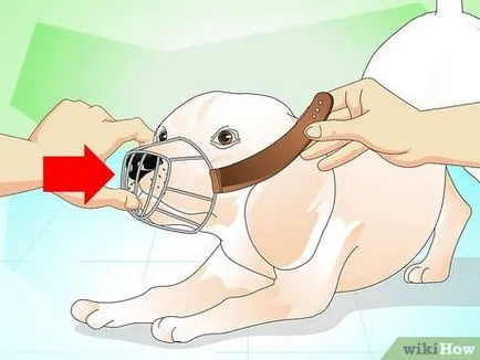 Как да извадя тръна от лапата на куче
