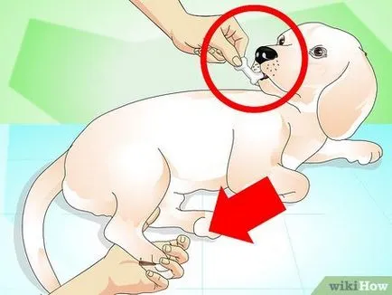 Как да извадя тръна от лапата на куче