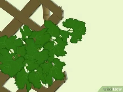 Как да расте грозде от семена