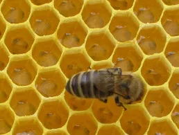 Hogyan kell tárolni a méhsejt keret