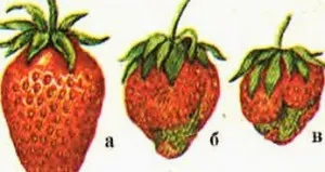 Как да защитим ягодите от замръзване сто съвети