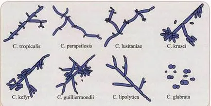 Candida (Candida nemzetség)