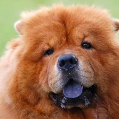 Chineză Crested câine descriere, îngrijire și întreținere
