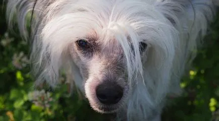 Китайски гребенест куче порода описание, снимки и видео