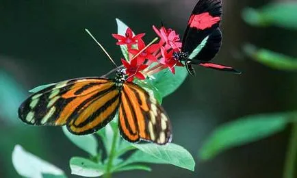 Ce vis carte de vis fluture o mulțime de mare, colorat și frumos, așezat pe brațul sau captura în casă,