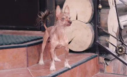 Chineză câine Crested descriere rasă, fotografii și video