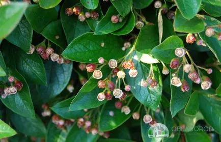 Cotoneaster briliáns - szaporítás dugványozással és gondozás