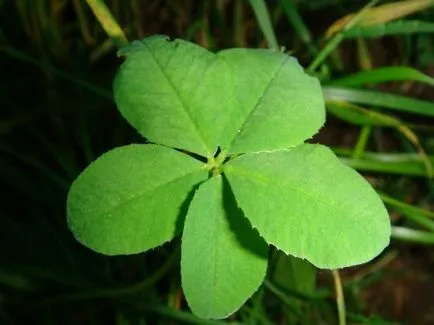 Clover boldogság) úgy vélik, szirmok és megjósolni a jó szerencsét! Fair iparosok - kézzel készített,