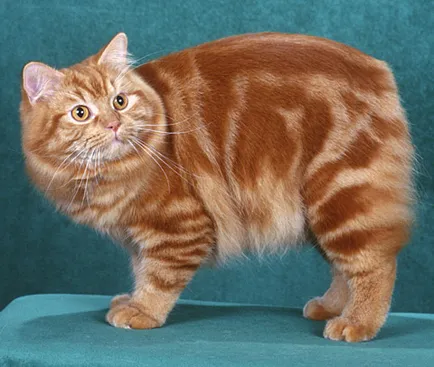 Уелски Cat - описание Порода, фото, видео, статия