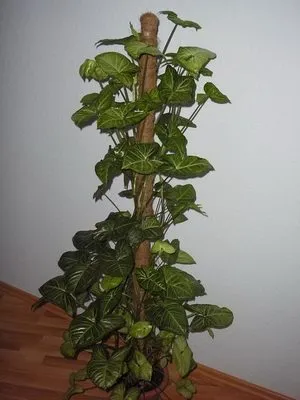 Кога мога да се засади Ficus, стайни растения