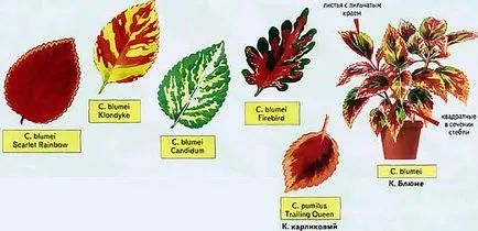 отглеждане Coleus и грижи в дома, озеленяване, подрязване, размножаване и сортиране на снимки и видеоклипове