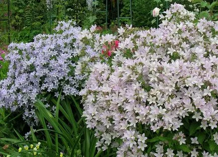 Campanula lactiflora