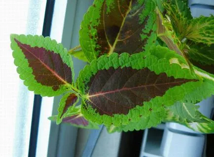 Coleus termesztési és ápolási otthon, ültetés, metszés, szaporítás és rendezheti a fotókat és videókat