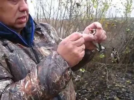 Amikor fogása goldfinches