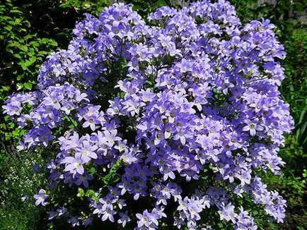 Campanula lactiflora