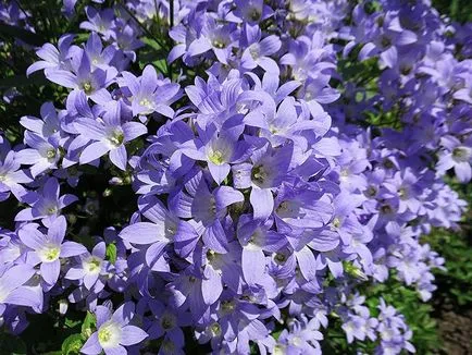 Campanula lactiflora