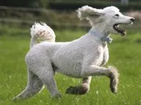 Royal пудел - куче снимка, описание порода, характер