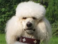 Royal pudel - imagine câine, descriere rasa, caracter