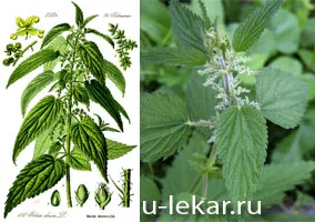 Urtica dioca