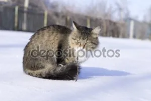 Cat cu trei ochi, Asistent pisica lui