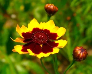 sfaturi lungi Coreopsis de plantare și îngrijire pentru grădinari