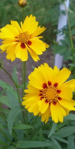 Coreopsis lungi de imagine whorled flori perene și terry galben