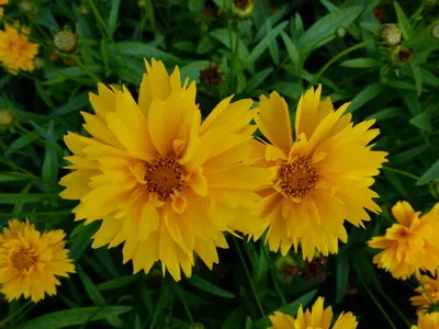 Coreopsis lungi de imagine whorled flori perene și terry galben