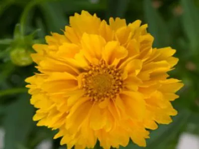 Coreopsis lungi de imagine whorled flori perene și terry galben