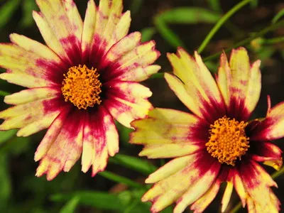 Coreopsis lungi de imagine whorled flori perene și terry galben