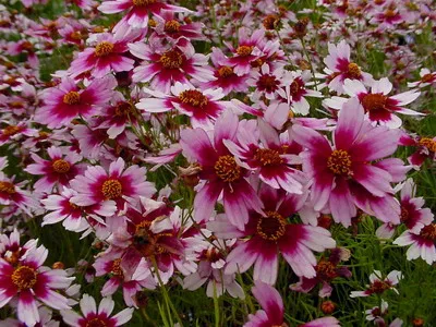 Coreopsis lungi de imagine whorled flori perene și terry galben