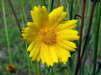 Coreopsis lungi de imagine whorled flori perene și terry galben