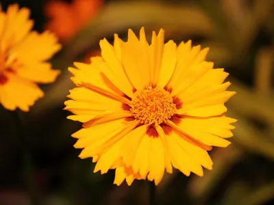 Coreopsis lungi de imagine whorled flori perene și terry galben