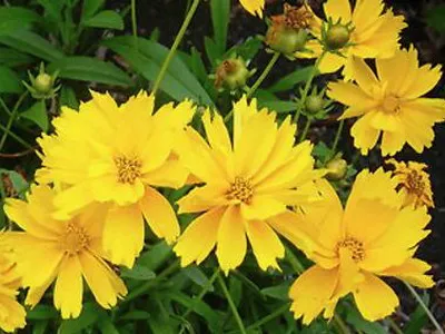 Coreopsis lungi de imagine whorled flori perene și terry galben