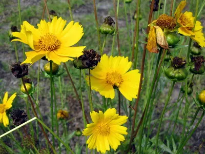 Coreopsis lungi de imagine whorled flori perene și terry galben