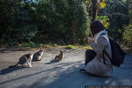 Cat власт тук, или дълга разходка из острова котки