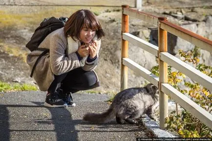 Cat власт тук, или дълга разходка из острова котки