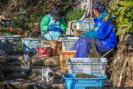 Cat власт тук, или дълга разходка из острова котки