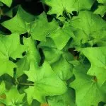 Ragwort krupnoyazychkovy - houseplants mele