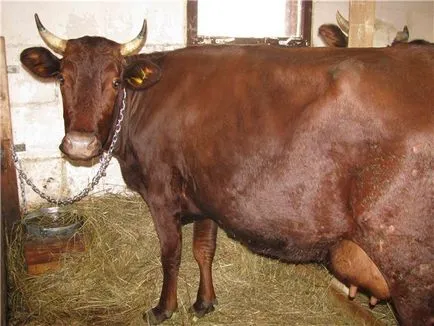 Krasnogorbatovskaya мнения порода крави, снимки, описание на