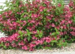 arbust Weigela