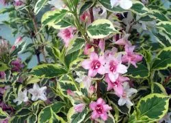 arbust Weigela