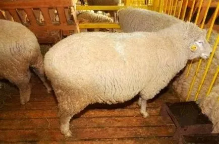 Kuibyshev порода овце