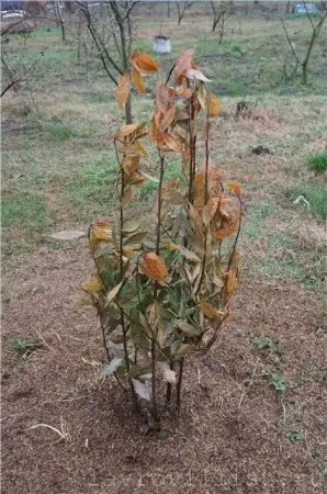 Дафинов лист - расте в открито поле - дафинов лист